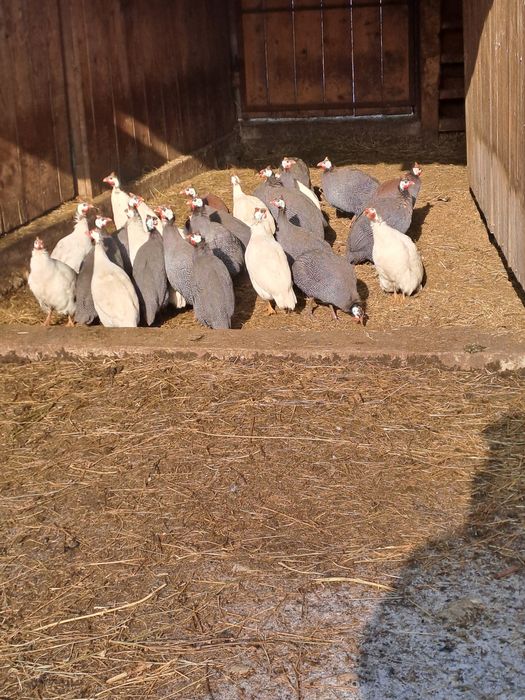 Vând bibilici românești