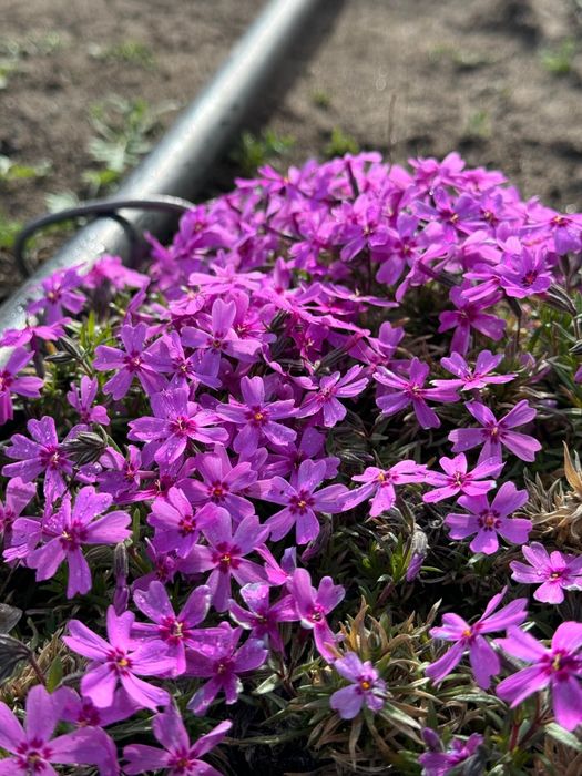 Цветы многолетние