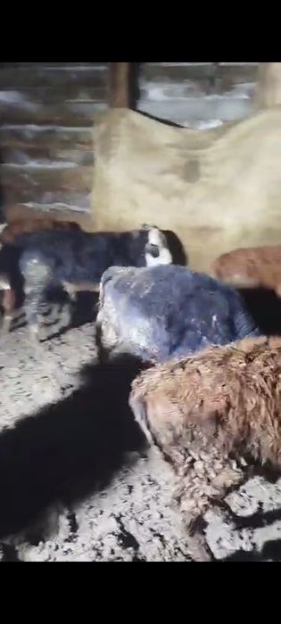 1 жасар букалар.