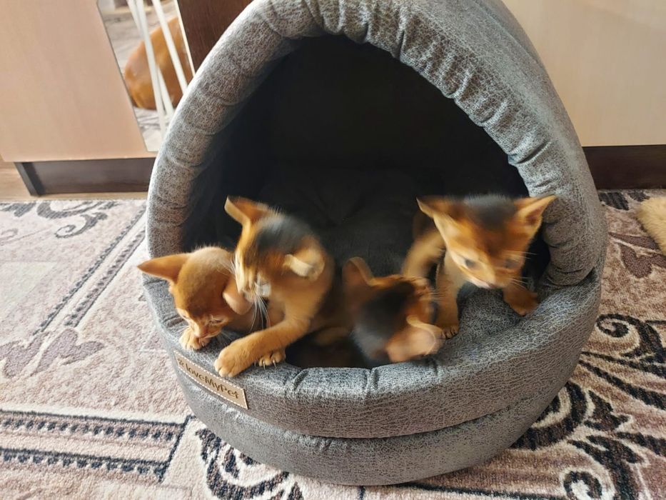 Абиссинские котята