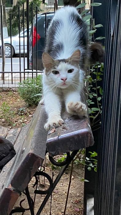 Adopție urgenta București riscă să ajungă în stradă