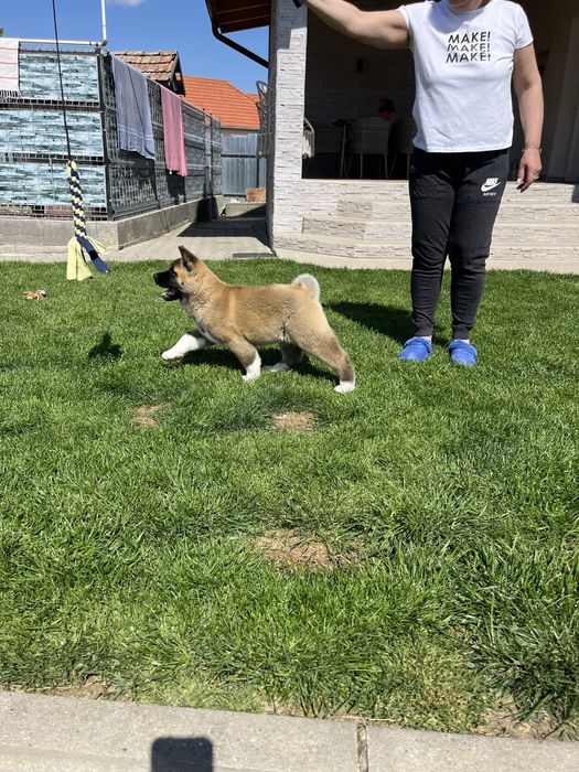 Catei Alita American