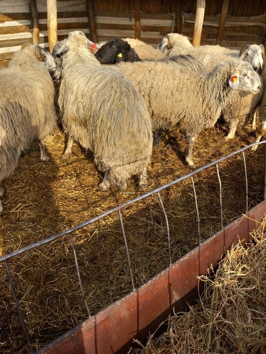 Vand berbeci karakul