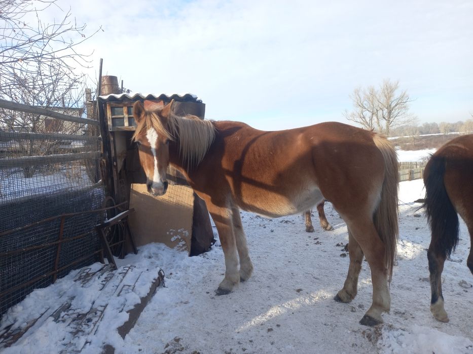 Продам жерёбых  кобыл.