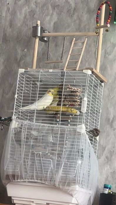 Продам красивых попугаев