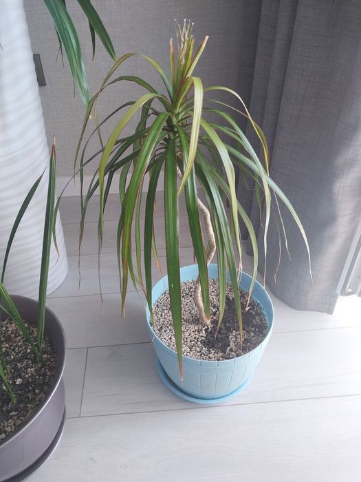 Продам комнатные цветы