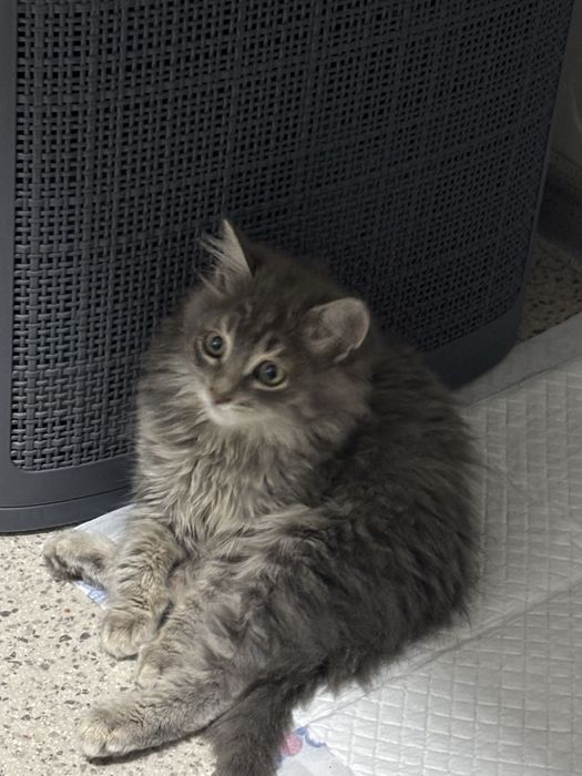 Отдаем котенка в добрые руки