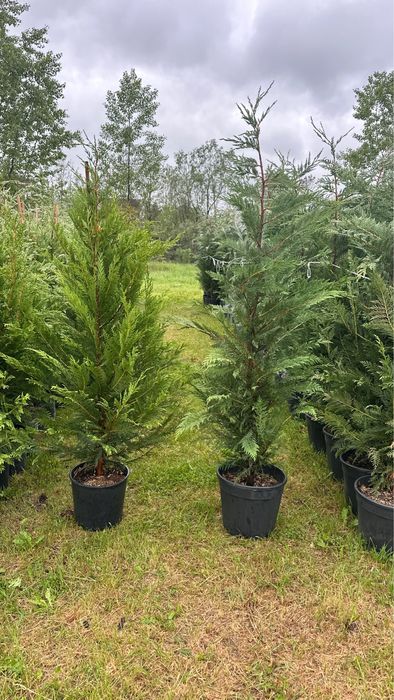Leylandii chiparod Gard viu