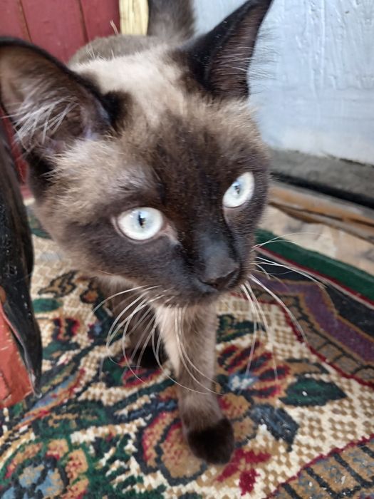 Отдам даром  кота сиамский