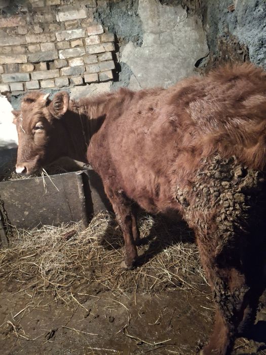 тёлка годовалое, красная.