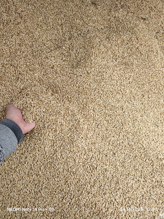 Козок арпа оптомга