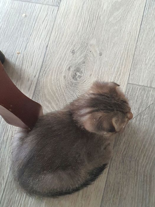 Скотиш фолд котята