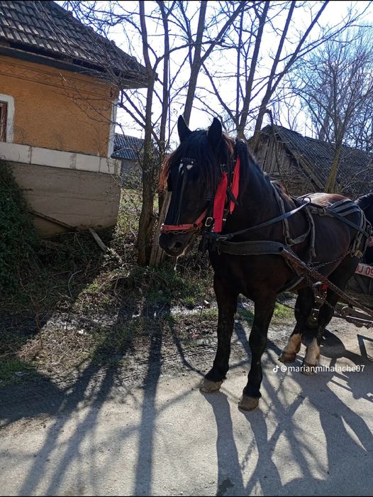 Vînd armăsar de 4 ani