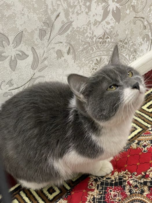 Mushuk sotiladi zotdor mushuk oladiganla aloqaga chiqsin faqat srochna