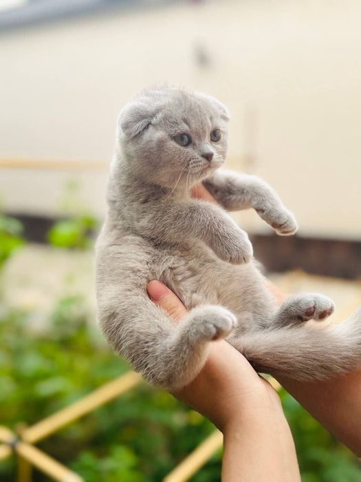 Продаётся Кошка skotish fold