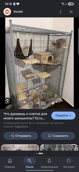 Бронь шиншиллы, очаровательный мальчик