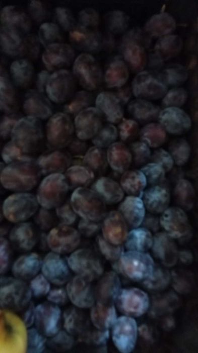 Prune pentru tuica