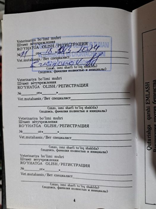 Британ скотш страйт