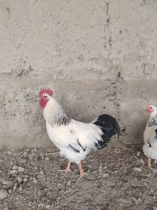 Адлер серебристый линия киргиз тухум хамда жужасига заказ оламиз