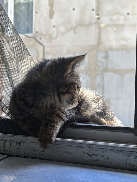 Пристраиваю котенка