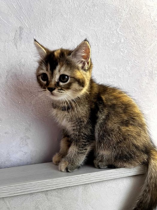 Продаются шотландские котята