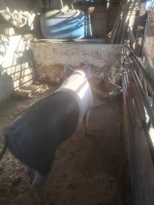 Продавам прасе, 7лв.живо тегло