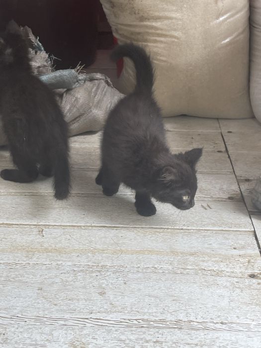 Отдам бесплатно кошек