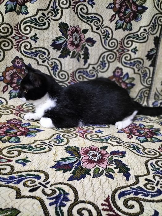 Котенок подросток