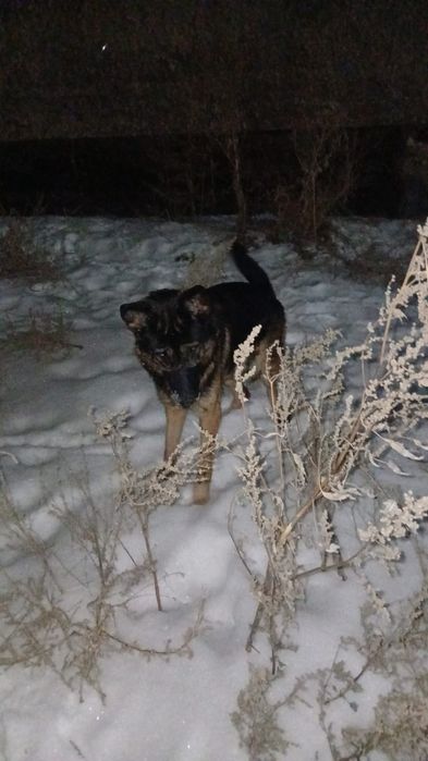 Продам щенка немецкая овчарка девочка