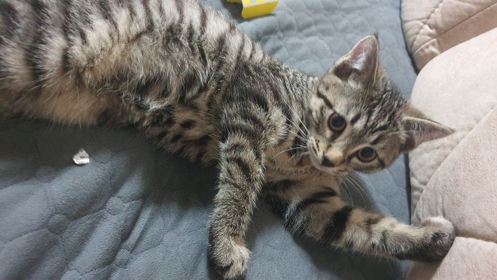 Котенок в ласковые руки