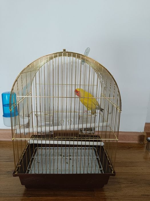 Продаю попугай,девочка