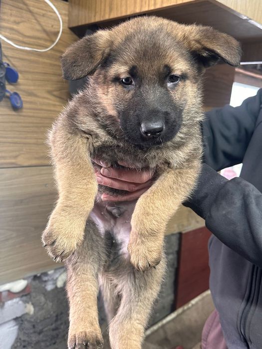 Щенки немецкой овчарки