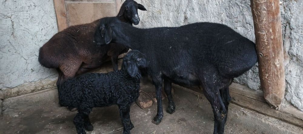 Она бола куйлар сотилади 7500