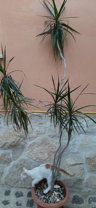 Plante decorative de interior