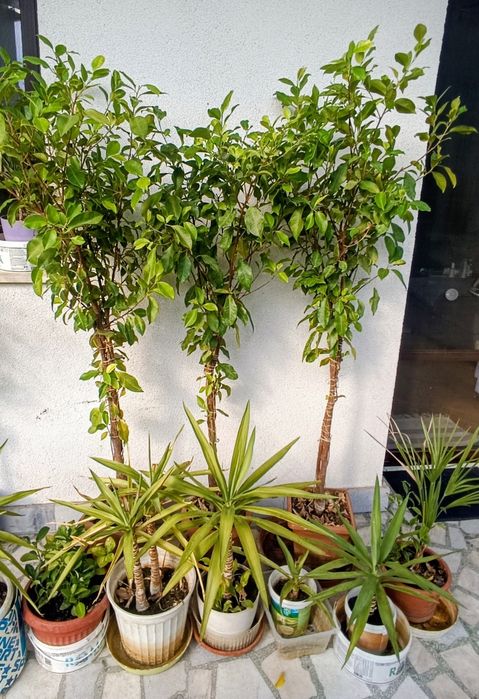 Фикус Бенджамин Microcarpa 150 см.