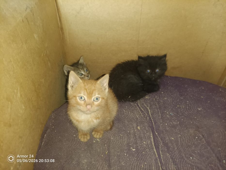 Отдам котят в добрые руки