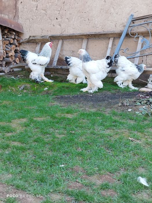 Светлый Брама тухумлари.