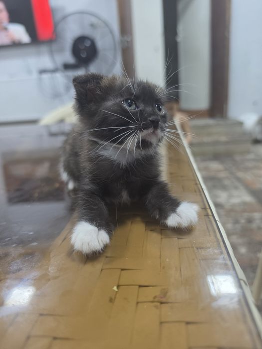 скоттиш-фолд шотландская вислоухая
