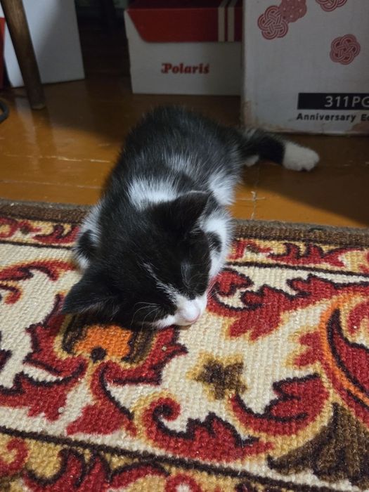 Отдам котят в добрые руки