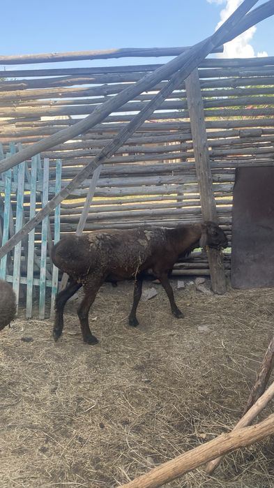Кошкар, продам гисар
