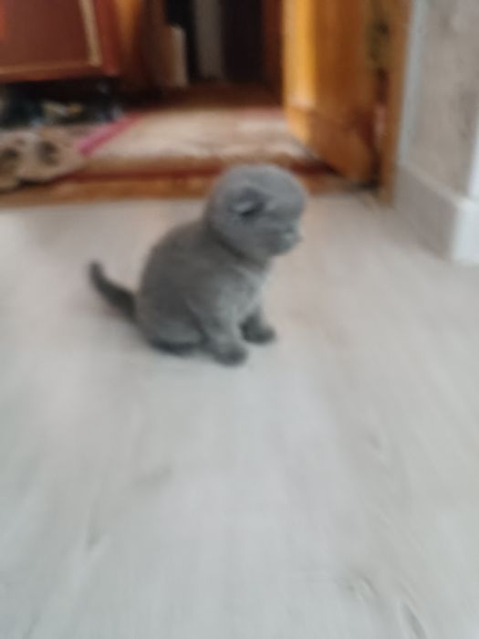 Котята британская шиншила