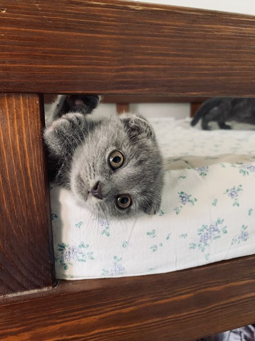 Скотиш фолд 2 ойлик