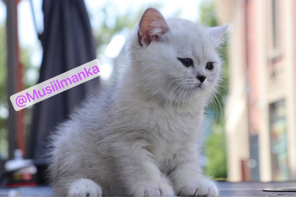 Британский серебристый шиншиллы в Скидках