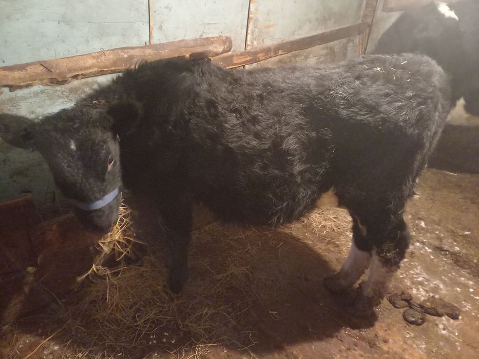 Коровы и быки продаю