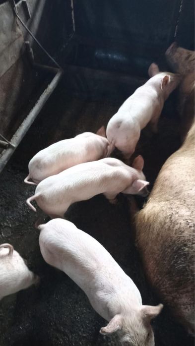 Продам  поросята возраст от месяца