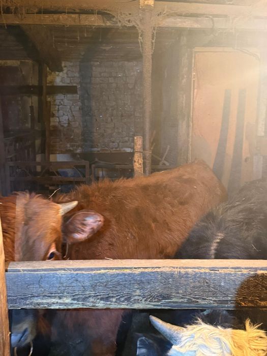 Выгодно! 7 годовалых бычков, торг уместен