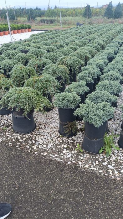 Leylandii la ghiveci