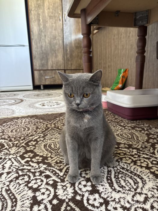 1 yarim oylik muwukcala oyisi bilan sotiladi