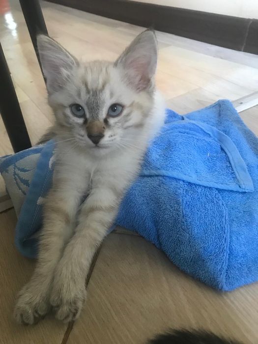 Продаются котята