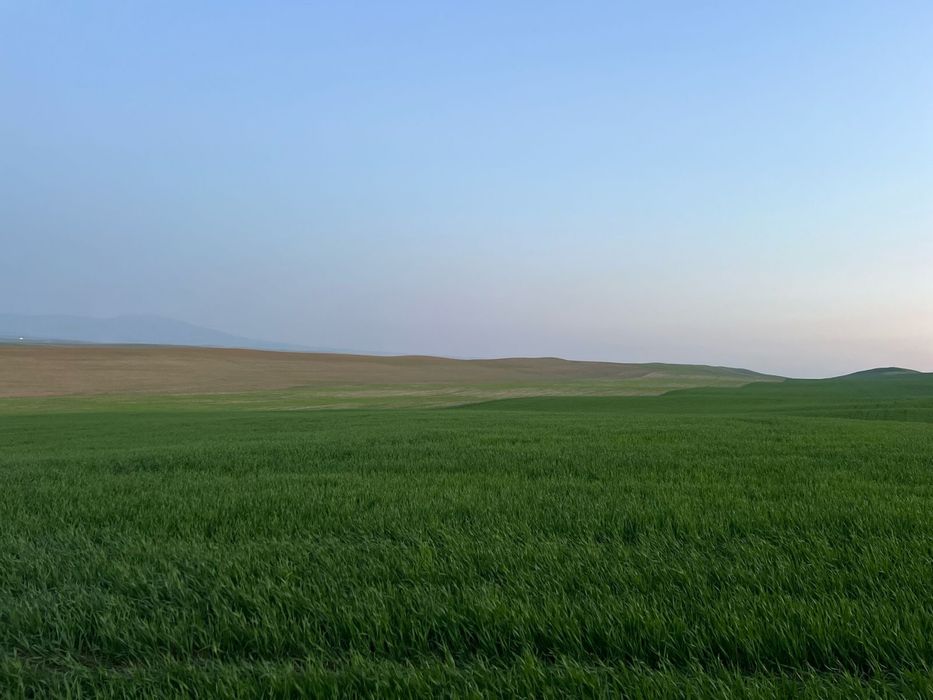 Ұрықтық бидай сатылады